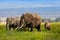 Elephant family eating grass
