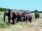 The elephant family goes to lunch