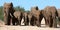 Elephant Family Herd