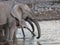 Elephant Family Herd at Water Hole in Etosha National Park, Namibia, Africa