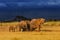 Elephant family just before the rain