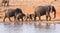Elephant family leaving waterhole