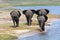 Elephant family leaving a waterhole, rear view