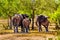 Elephant Family at Olifants Drink Gat watering hole in Kruger National Park