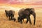 Elephant family on path in savanna in africa. Travel, wildlife and environment concept