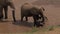 Elephant family with playful baby elephant cools and drinks water in the river