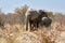 Elephant family in savanna, Namibia