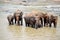 Elephant Family in Sri Lanka