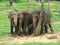 Elephant family in Sri Lanka