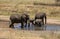 Elephant family, Tanzania