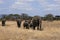 Elephant family Tarangire national park Tanzania