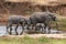 Elephant family in Tarangire River