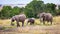 Elephant family walking Kenya Africa Grasslands