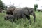 Elephant Family Walking in Namibian Desert