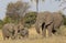 Elephant family in wild