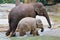 Elephant familys walking in river