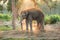 Elephant farm near Chitwan nation park