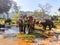 Elephant farm, Vietnam. Elephants eat grass. Farm of elephants near Dalat.