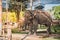 The elephant farm was reared for tourists,Asian elephant