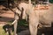 The elephant farm was reared for tourists,Asian elephant