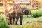 The elephant farm was reared for tourists,Asian elephant