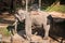 The elephant farm was reared for tourists,Asian elephant