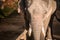 The elephant farm was reared for tourists,Asian elephant