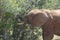 Elephant feasting on bushes