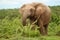 Elephant feeding