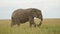 Elephant feeding on grasses and walking in empty grass plains, African Wildlife in Maasai Mara Natio