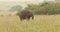 Elephant Feeding In The Grassland Kenya Africa