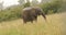 Elephant feeding in the grassland Kenya Africa