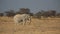 Elephant feeding in the savannah