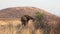 Elephant feeding from tree