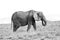 Elephant female eats grass on the African savannah