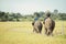 Elephant in field rice