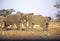 Elephant fight, Botswana, Africa