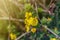 An elephant flower Rhynchocorys elephas. Yellow elephant flower with blurry background