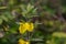 An elephant flower Rhynchocorys elephas. Yellow elephant flower with blurry background