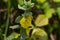 An elephant flower Rhynchocorys elephas. Yellow elephant flower with blurry background