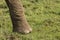 An elephant foot on the grasslands