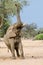 Elephant foraging high in tree