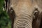 Elephant Forehead Portrait