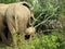 Elephant in forrest in Africa