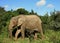 Elephant in forrest in Africa