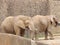 Elephant Friends at the Zoo