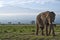 Elephant in front of Kilimanjaro