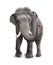 Elephant front view with clipping path