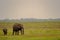 Elephant front view with his cub in the savannah of Amboseli