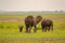 Elephant front view with his cub in the savannah of Amboseli